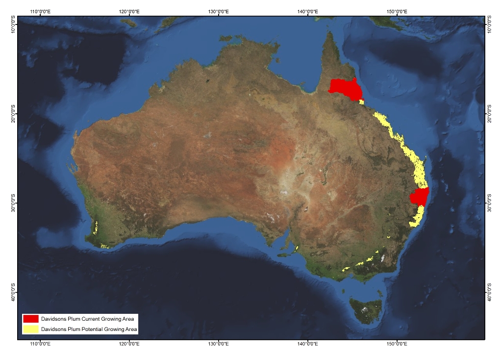 Davidson's Plum AgriFutures Australia