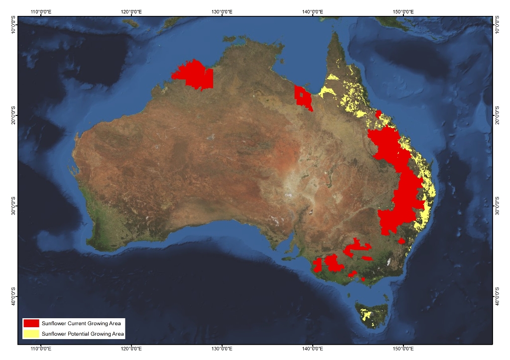 Sunflowers AgriFutures Australia