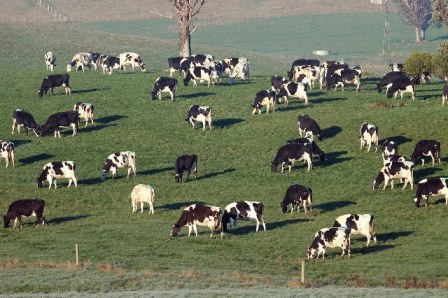 Dairy Food Safety Victoria Dairy Food Safety Victoria