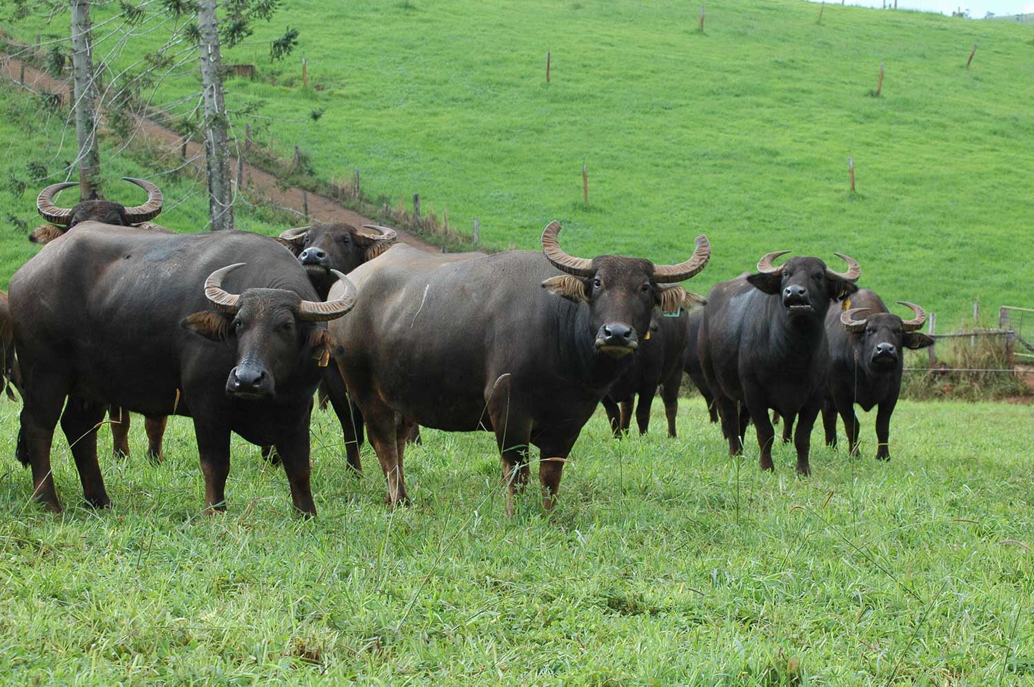 Buffalo AgriFutures Australia buffalo-breeds-facts-types-and-pictures