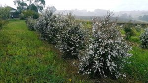 Leptospermum plant