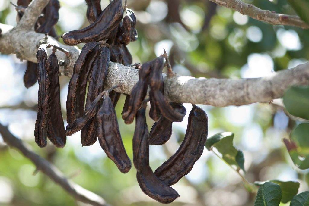 Carob AgriFutures Australia