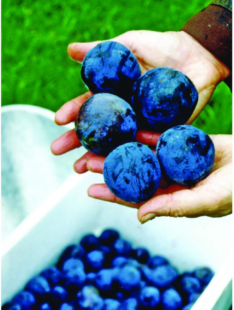 Davidson Plum AgriFutures Australia