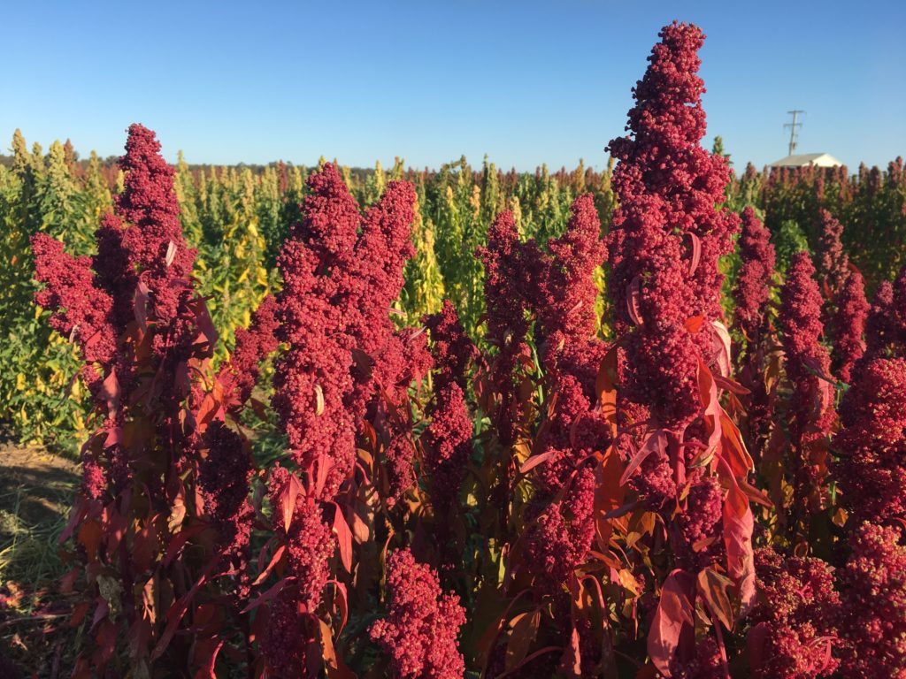 Quinoa AgriFutures Australia