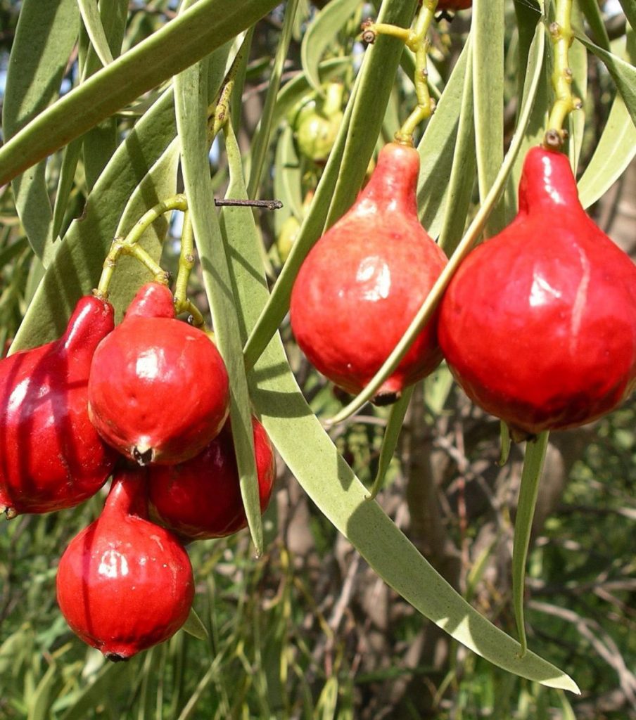 quandong | agrifutures australia