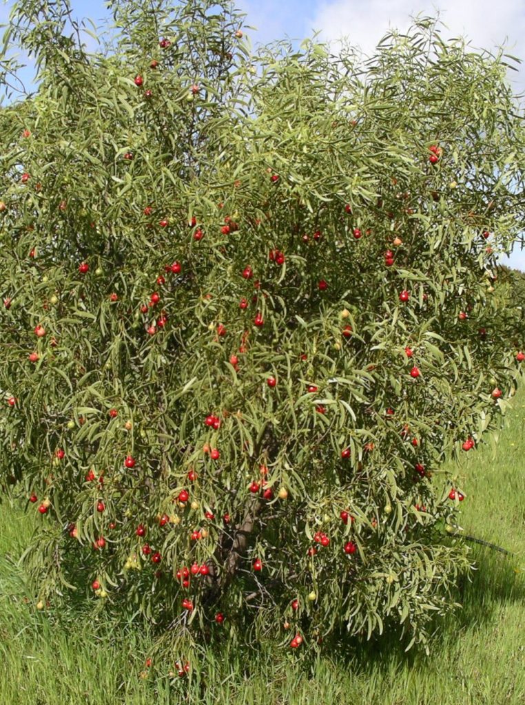 Quandong AgriFutures Australia