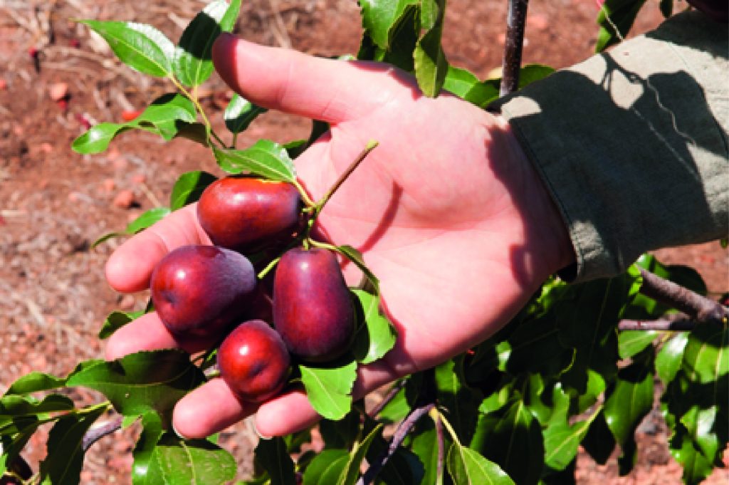 Chinese Jujube Agrifutures Australia