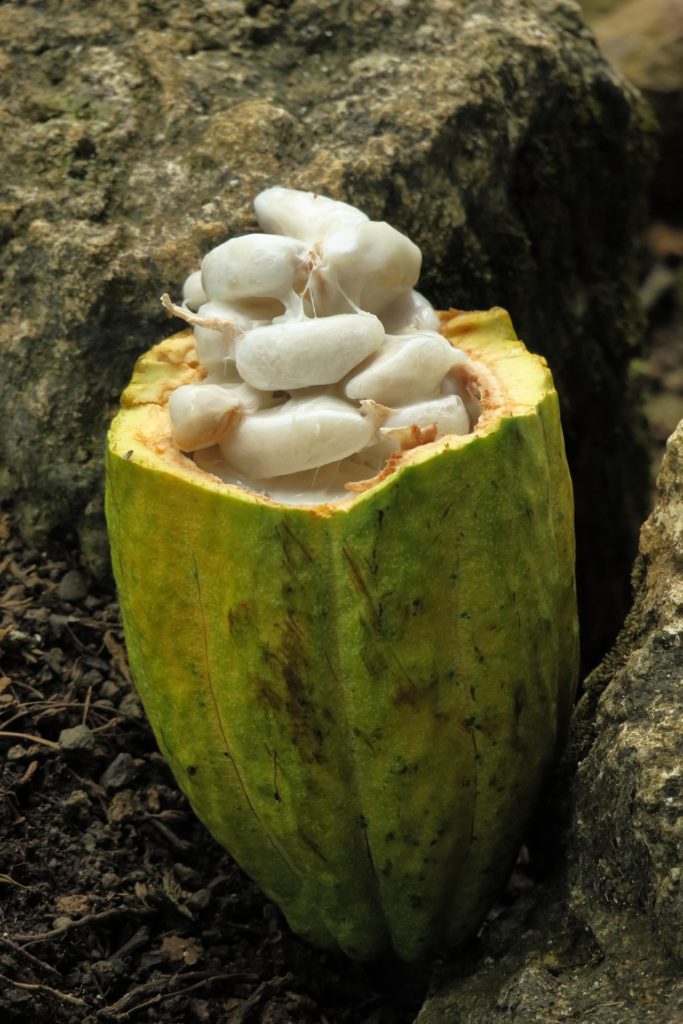 Cocoa AgriFutures Australia
