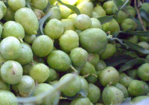 Desert Lime | AgriFutures Australia