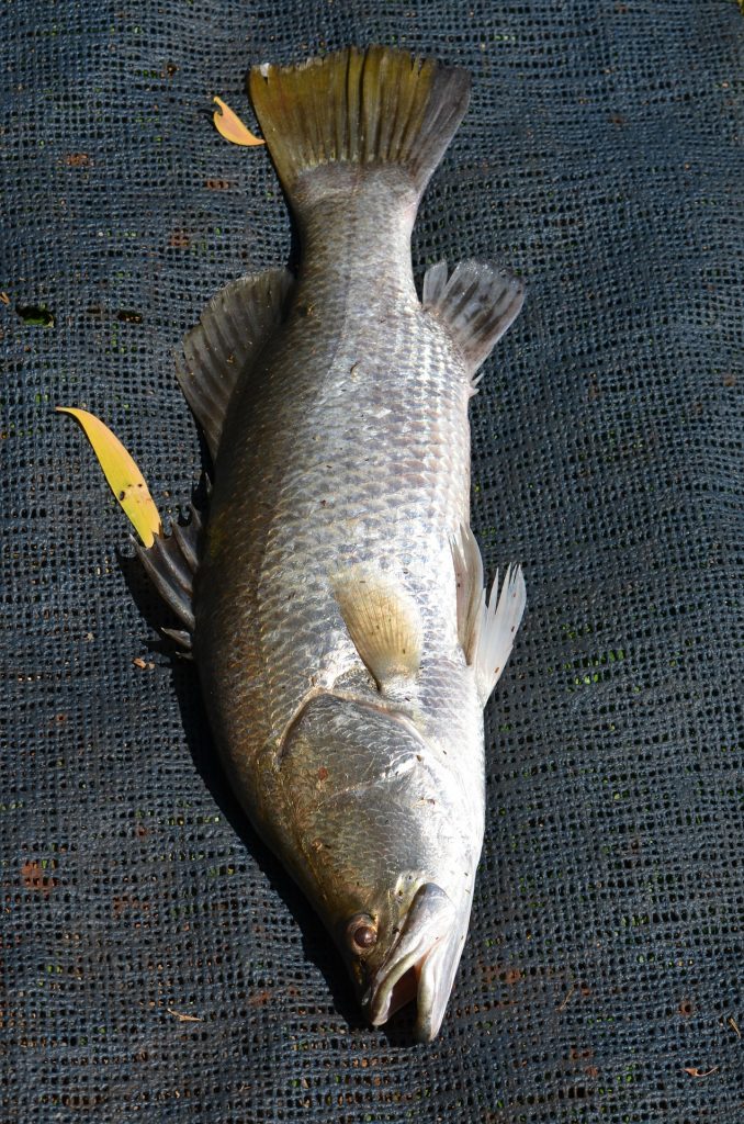 Barramundi (aquaculture) AgriFutures Australia