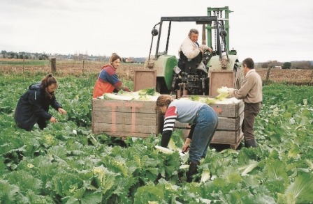 Wombok Chinese Cabbage Agrifutures Australia