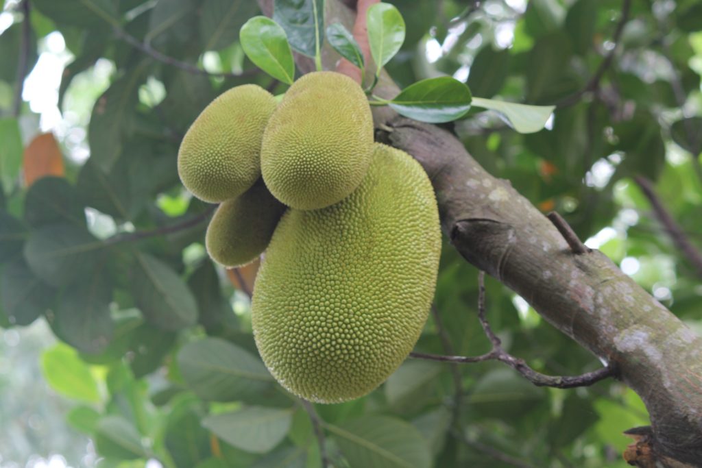 Jackfruit AgriFutures Australia