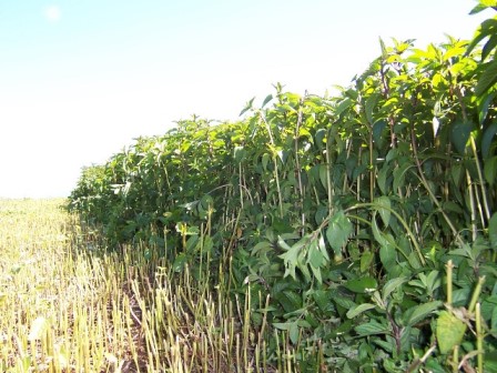 peppermint oil agrifutures australia