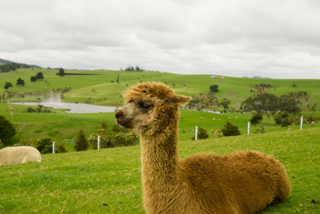 Alpaca | AgriFutures Australia