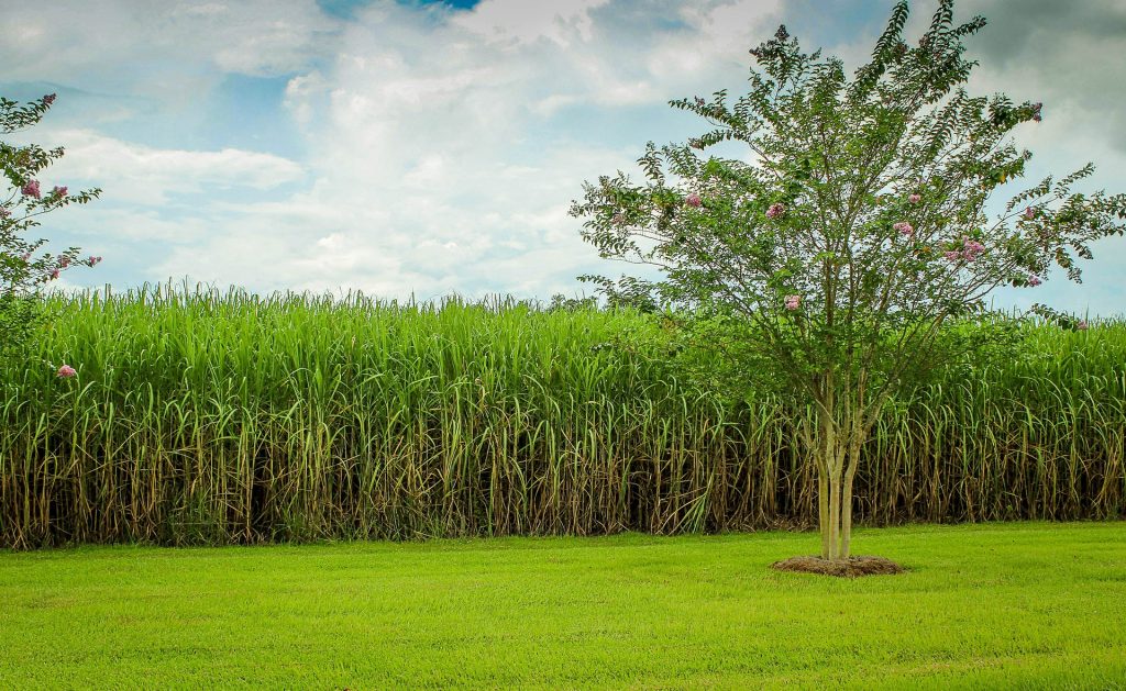 Image result for sugar cane