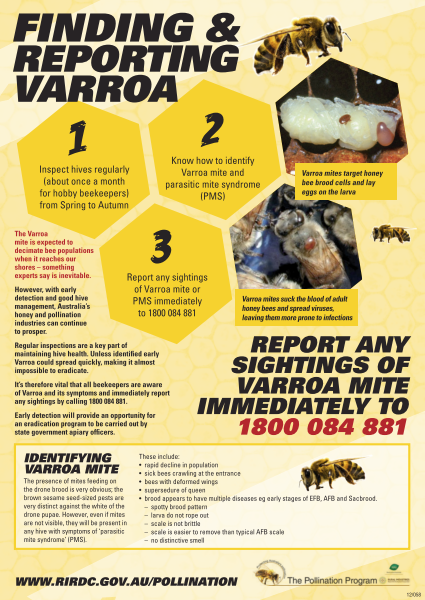 Finding and Reporting Varroa Poster - image
