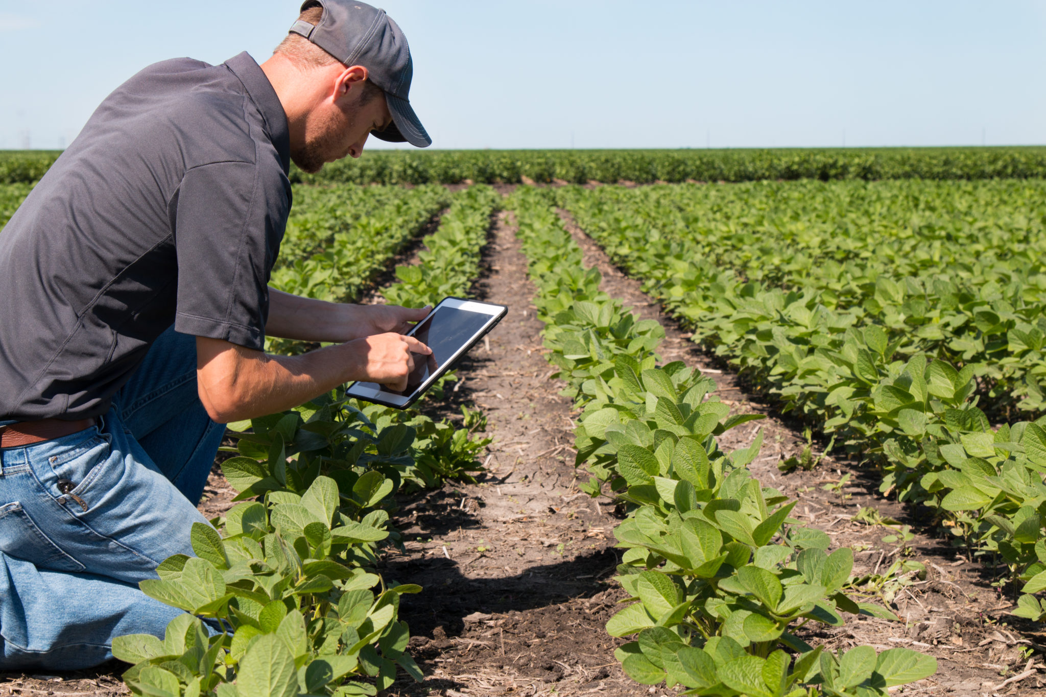 Agronomist using a tablet in a field