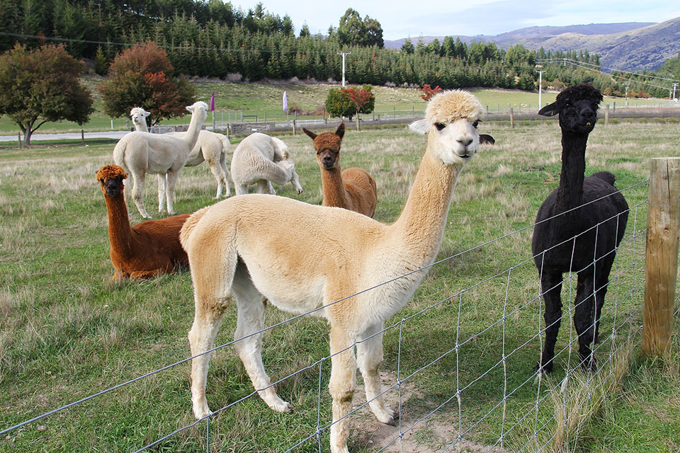 Alpaca AgriFutures Australia
