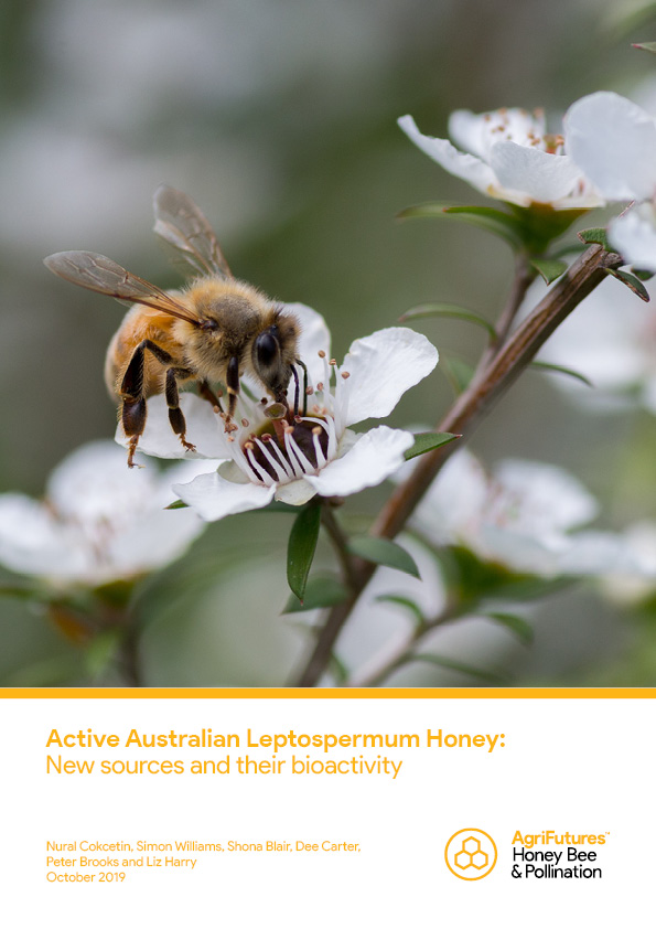 Active Australian Leptospermum Honey: New sources and their bioactivity - image