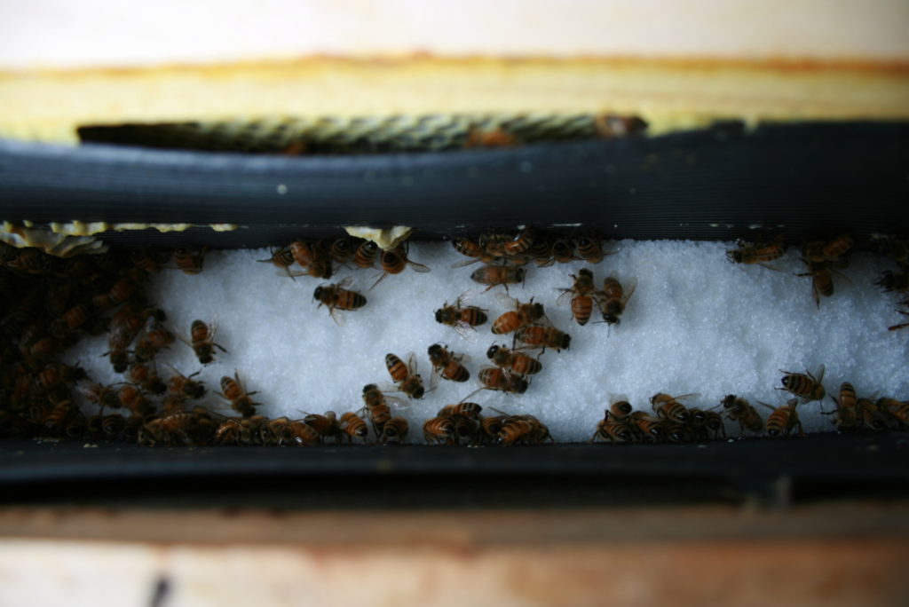 Dry sugar in a frame feeder