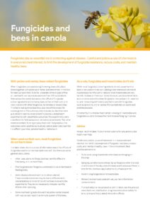 Fungicides and bees in canola - image