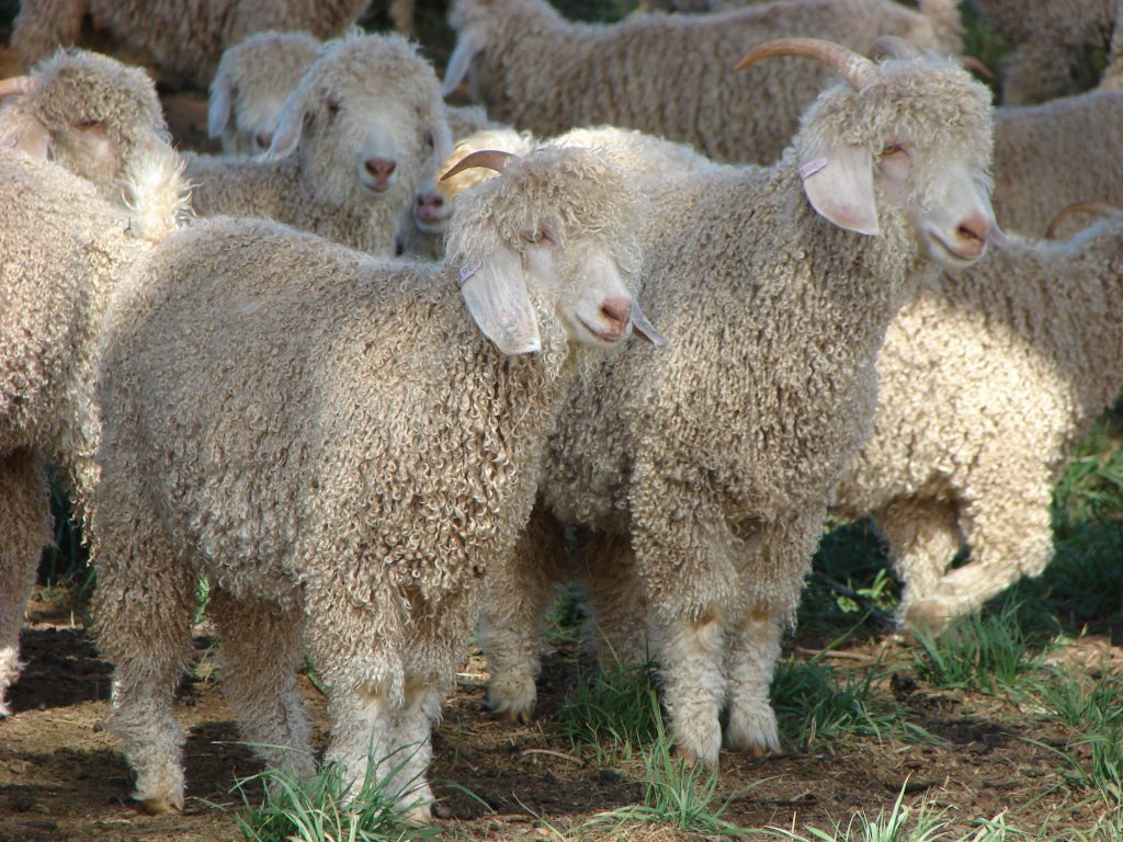 Goats