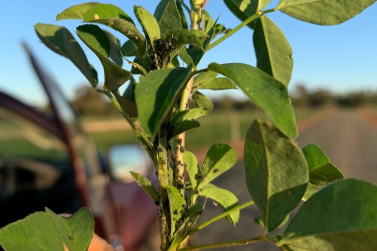 Cowpea-aphids-on-Lucerne