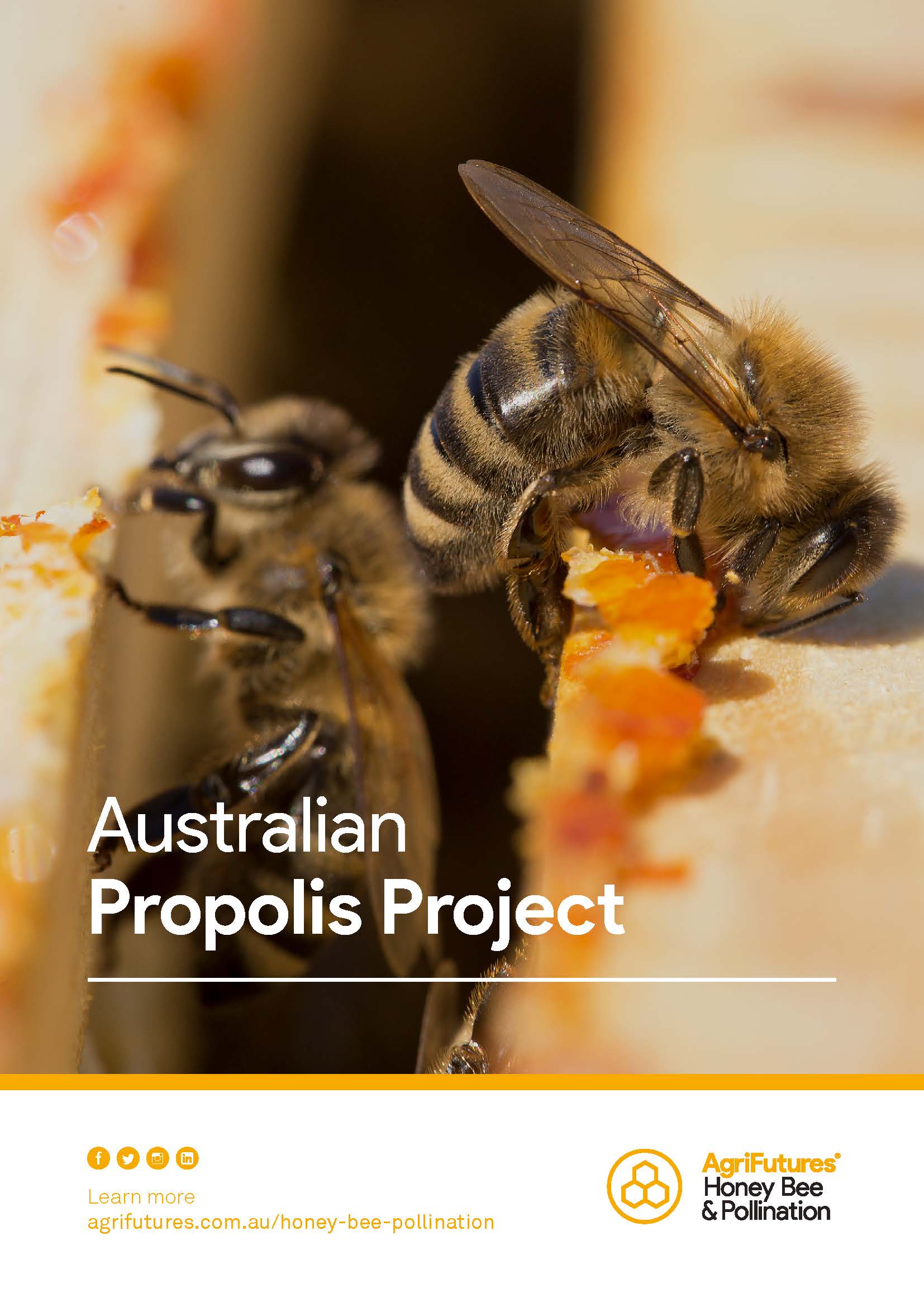 Australian Propolis Project - image