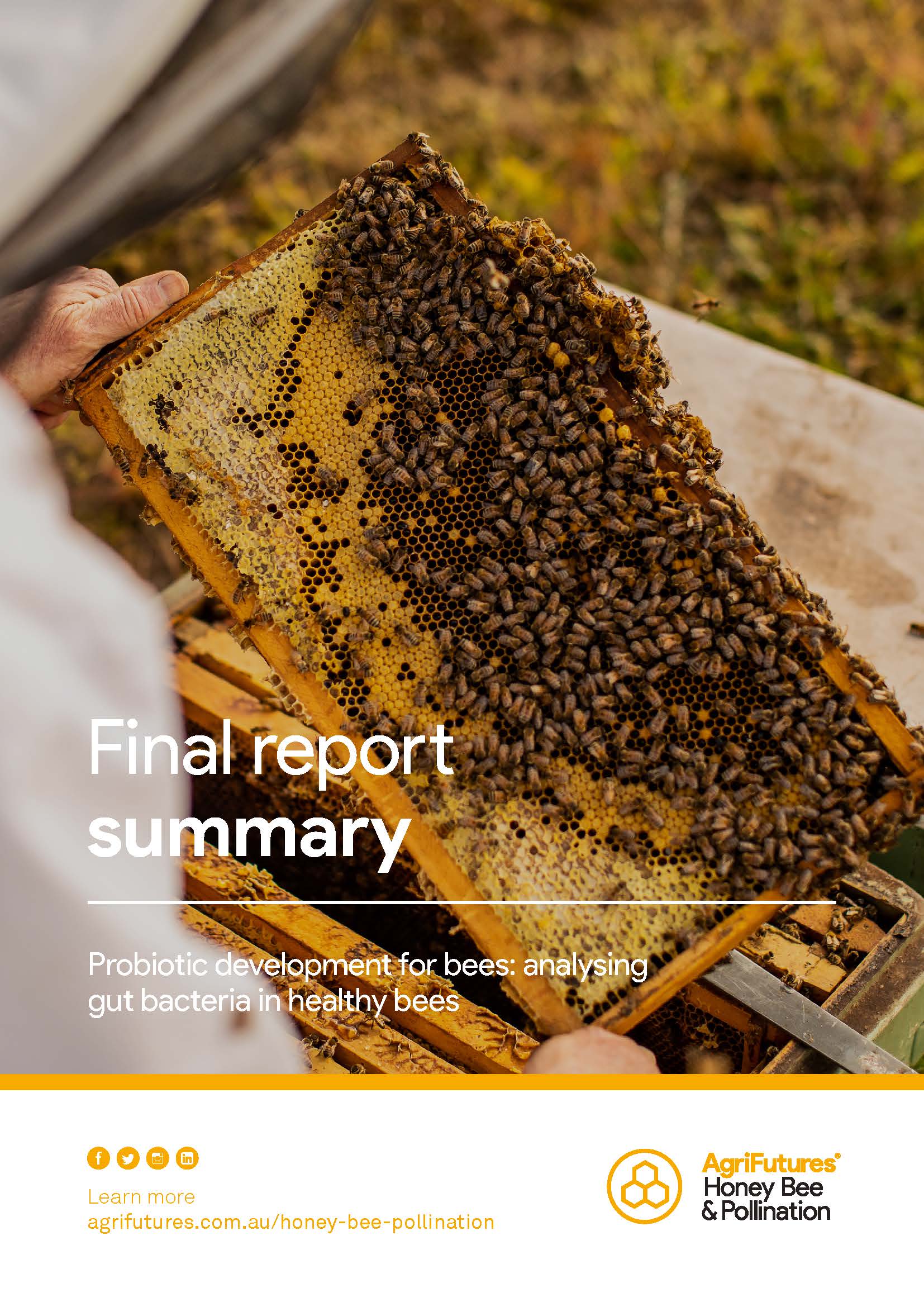 Final report summary: Probiotic development for bees – analysing gut bacteria in healthy bees - image