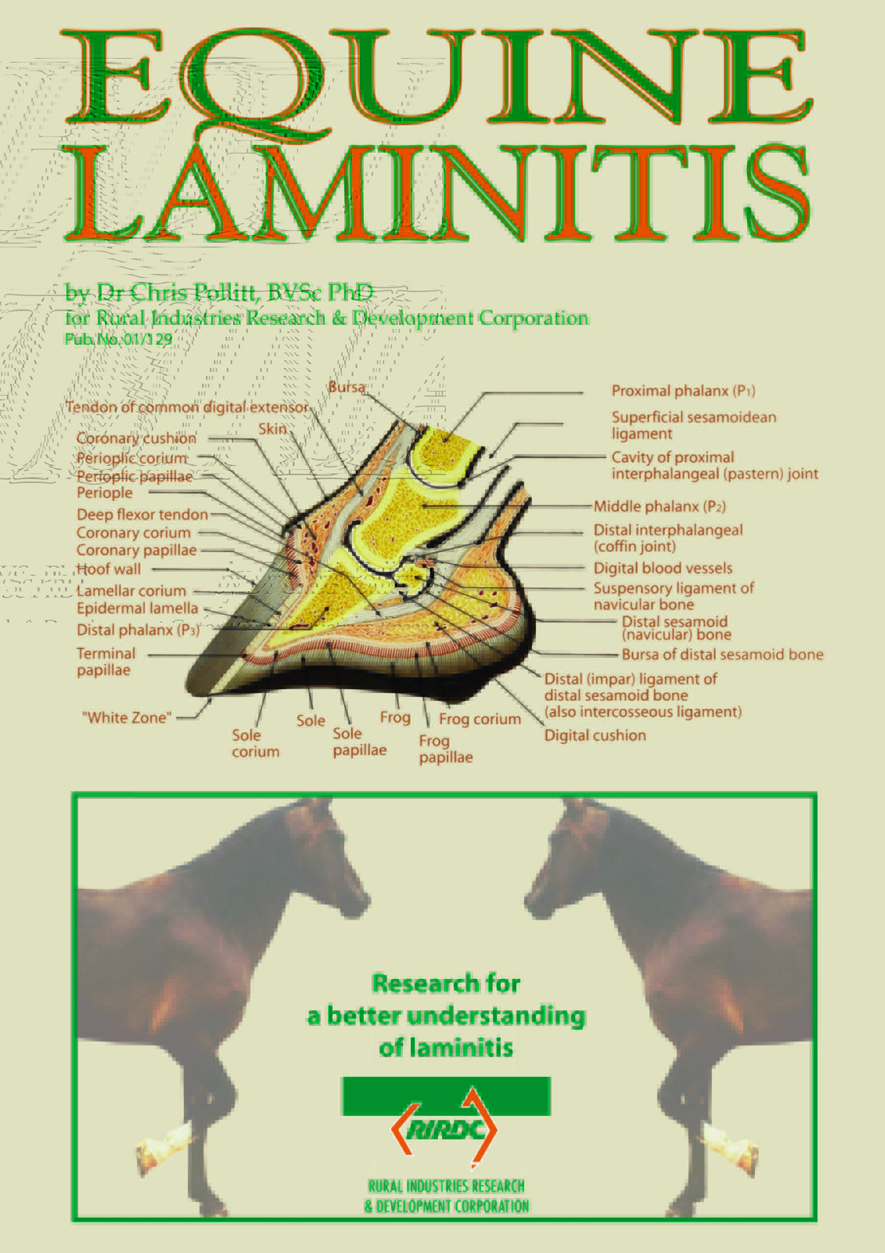 Equine Laminitis - image