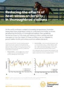 Reducing the effects of heat-stress on fertility in thoroughbred stallions - image