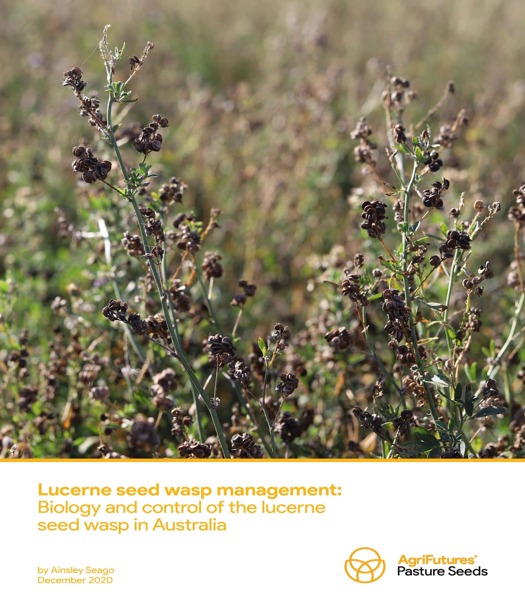 Lucerne seed wasp management: Biology and control of the lucerne seed wasp in Australia - image