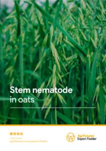 Stem nematode in oats - image