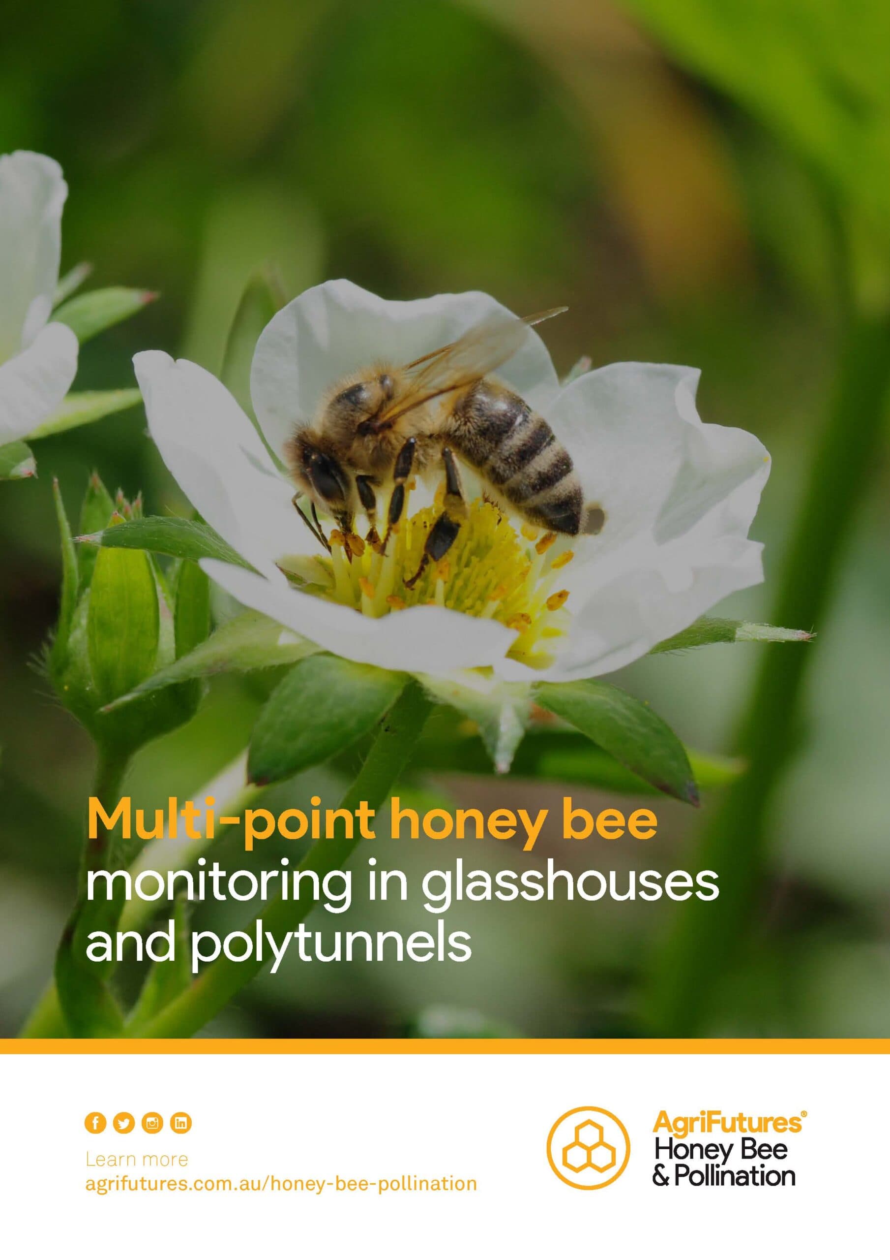 Multi-point honey bee monitoring in glasshouses and polytunnels - image