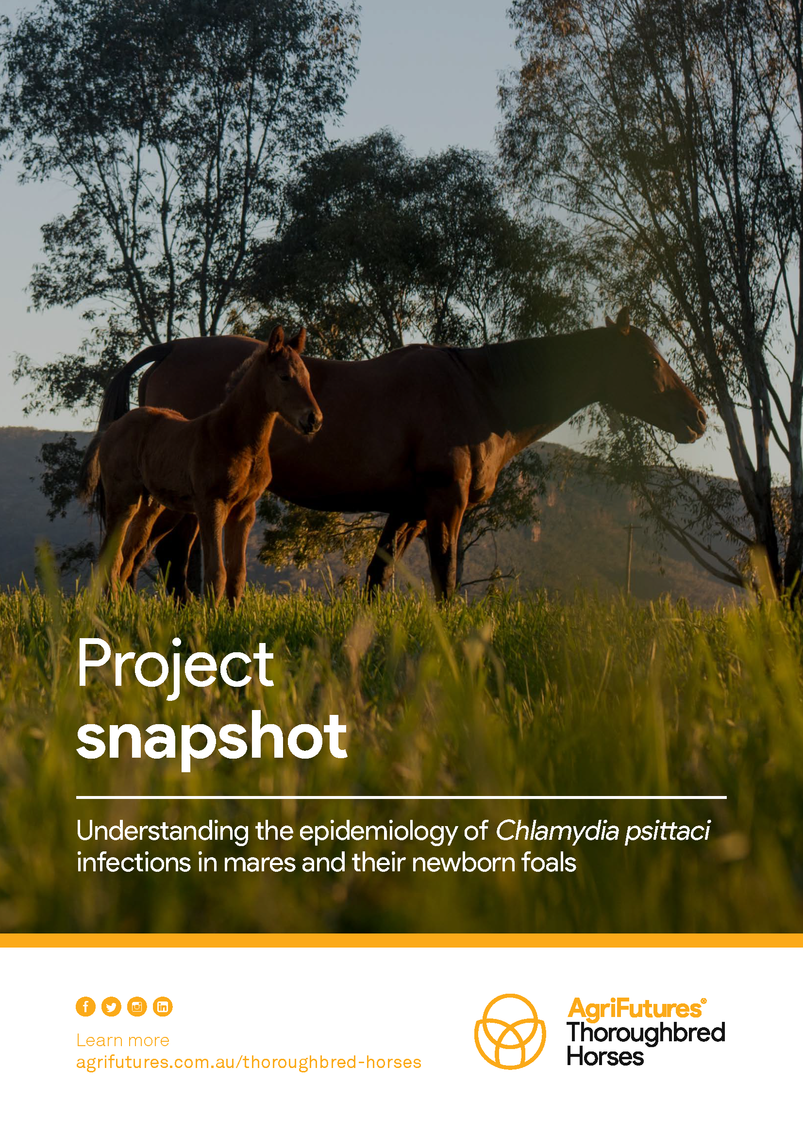 Project snapshot: Understanding the epidemiology of Chlamydia psittaci infections in mares and their newborn foals - image