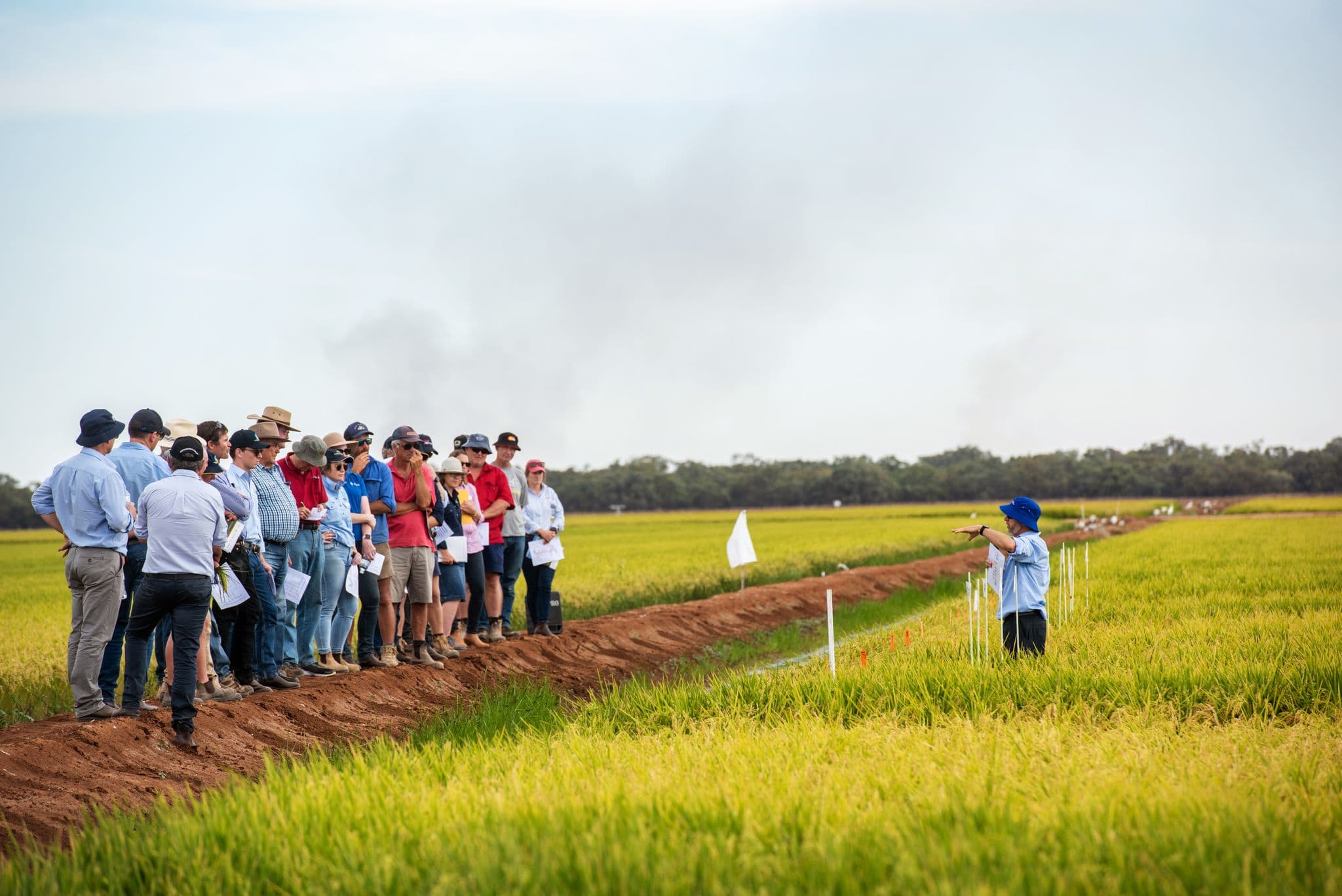 Rice Industry Field Day, Old Coree, Jerilderie, NSW. Photo Zowie Crump co AgriFutures Australia