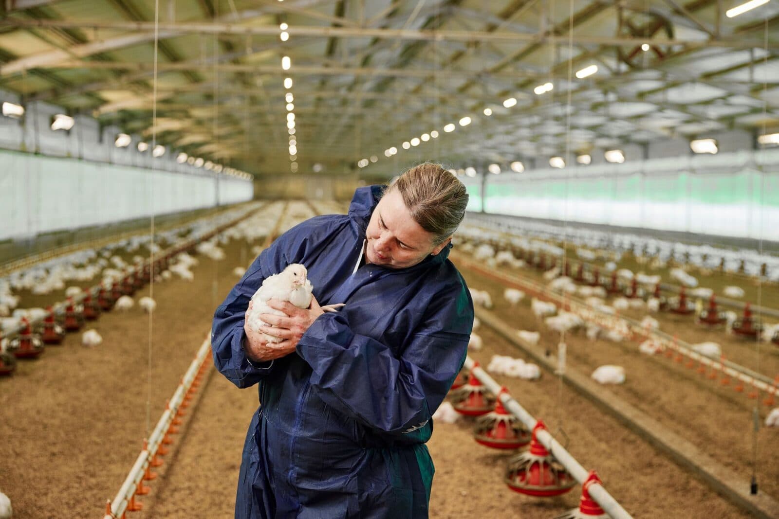 Woman holding chick in chicken farm