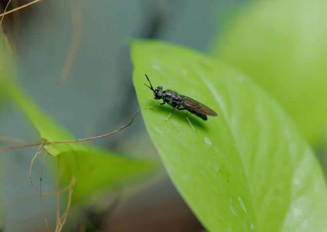 black fly on a green leaf