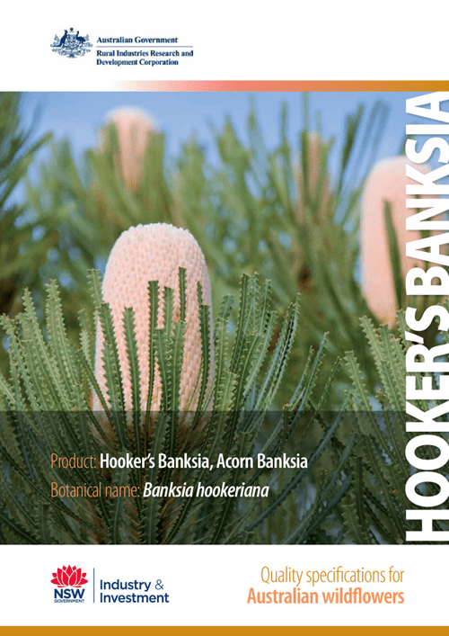 Quality Specifications for Hooker's Banksia - image