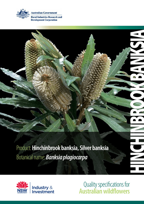 Quality Specifications for Hinchinbrook Banksia - image