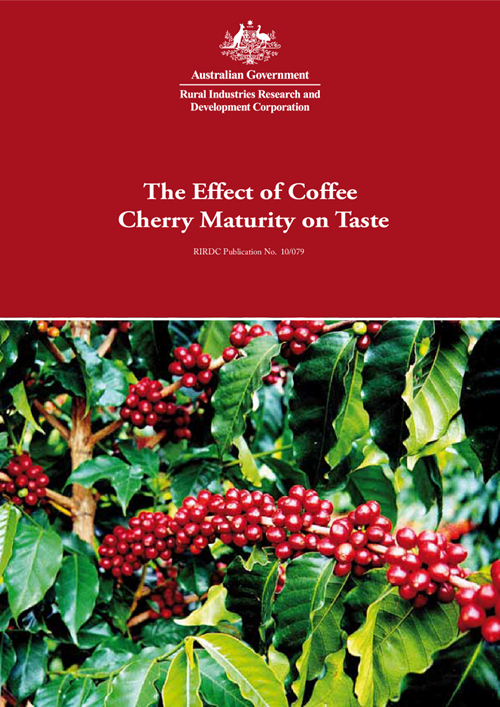 The Effect of Coffee Cherry Maturity on Taste - image