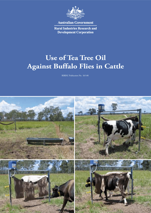 Use of Tea Tree Oil Against Buffalo Flies in Cattle - image